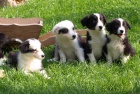 �t�n�tka border kolie