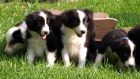 �t�n�tka border kolie