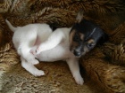 KR�SN� PEJSEK JACK RUSSELL TERIER - PO RODI��CH S PP