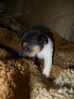 KR�SN� PEJSEK JACK RUSSELL TERIER - PO RODI��CH S PP