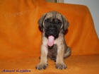 boerboel �t���tka -zahrani�n� kryt�