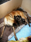 �T��ATA - BELGICK� OV��K MALINOIS