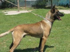 ZAD�M �T��ATA - BELGICK� OV��K MALINOIS S PP