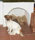 JACK RUSSELL TERI�R �t��ata s PP