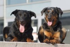 Beauceron - �t�n� prodej 2011