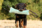 Beauceron - �t�n� prodej 2011