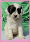 Tibetsky terrier -�teniatka s PP