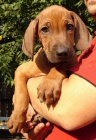 �t���tka Rhodesk�ho Ridgebacka s PP