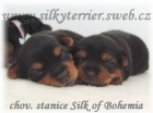 Australsk� silky teri�r - �t���tka