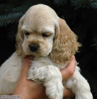 Americk� kokr�pan�l