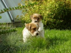 Jack Russell Terrier �t���tka s PP