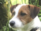  Jack Russell Terrier