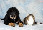 Tibetsk� doga - �t��ata