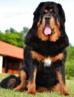 Tibetsk� doga - �t��ata