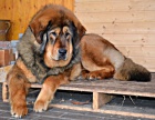 Tibetsk� doga - �t��ata