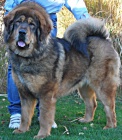 Tibetsk� doga - �t��ata