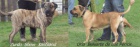 Dogo canario - prod�m �t��ata
