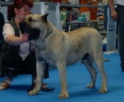 Dogo canario - prod�m �t��ata