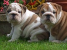ANGLICK� BULLDOG - BULDOG - BULDOK