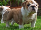 ANGLICK� BULLDOG - BULDOG - BULDOK