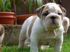 ANGLICK� BULLDOG - BULDOG - BULDOK