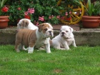 ANGLICK� BULLDOG - BULDOG - BULDOK