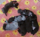 �T��ATA N�MECK�HO KR�TKOSRST�HO OHA�E