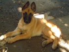 prod�m 3 m�s��n� �t�n� malinoise