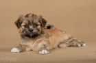 LHASA-APSO s PP Aktu�ln� fotografie