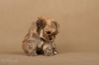 LHASA-APSO s PP Aktu�ln� fotografie
