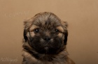 LHASA-APSO s PP Aktu�ln� fotografie