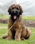 Briard - plav� �t��ata
