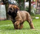 Briard - plav� �t��ata