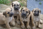 �t��ata Boerboel na prodej, �pi�kov� rodi�e
