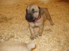 �t��ata Boerboel na prodej, �pi�kov� rodi�e