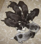 N�MECK� KR�TKOSRST� OHA� - �T��ATA s PP