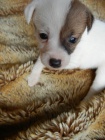 KR�SN� PEJSEK JACK RUSSELL TERIER, PO PAP�ROV�CH RODI��CH 