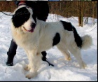 prod�m �t�nata Landseer