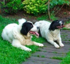 prod�m �t�nata Landseer