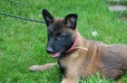 Belgick� ov��k-malinois