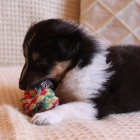 prod�m �t�n� �eltie