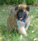 Belgick� ov��k- Tervueren