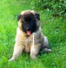 Belgick� ov��k- Tervueren