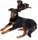 BEAUCERON - �t��ata s PP