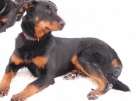 BEAUCERON - �t��ata s PP
