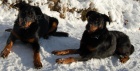 BEAUCERON - �t��ata s PP