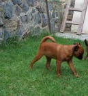 Brabant�k �erven� - �t���tka s PP