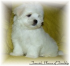 Malt�z��ek s pp