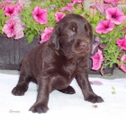 Flat coated retriever s PP! Chov�me od r. 2003!