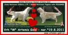 Golden Retriever �t��ata s PP
